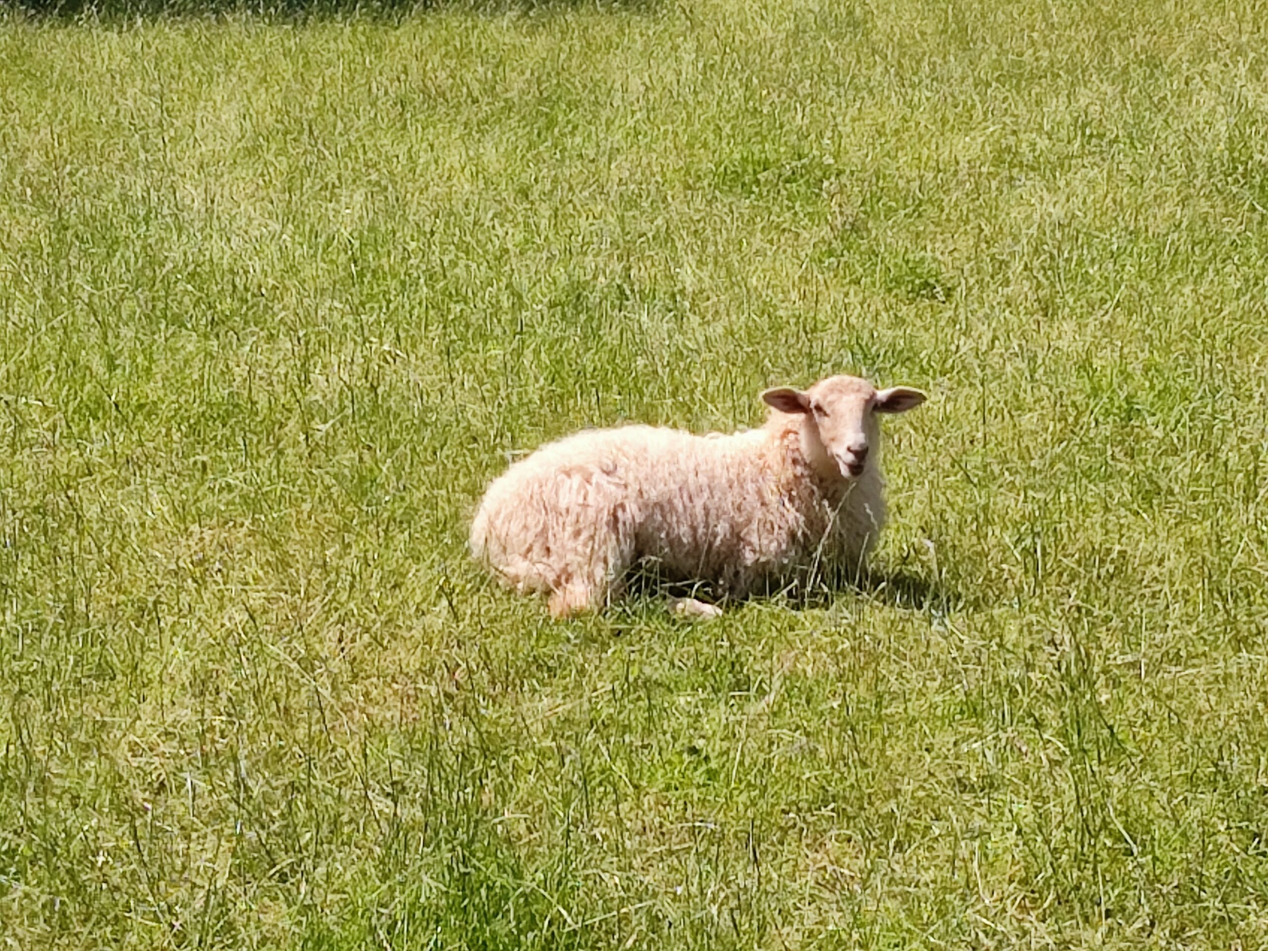 The countryside is arguably more populated by sheep than humans